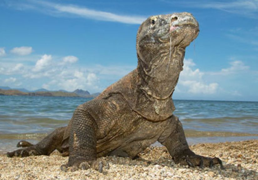 10 Terrifying And Dangerous Turtles and Lizards
