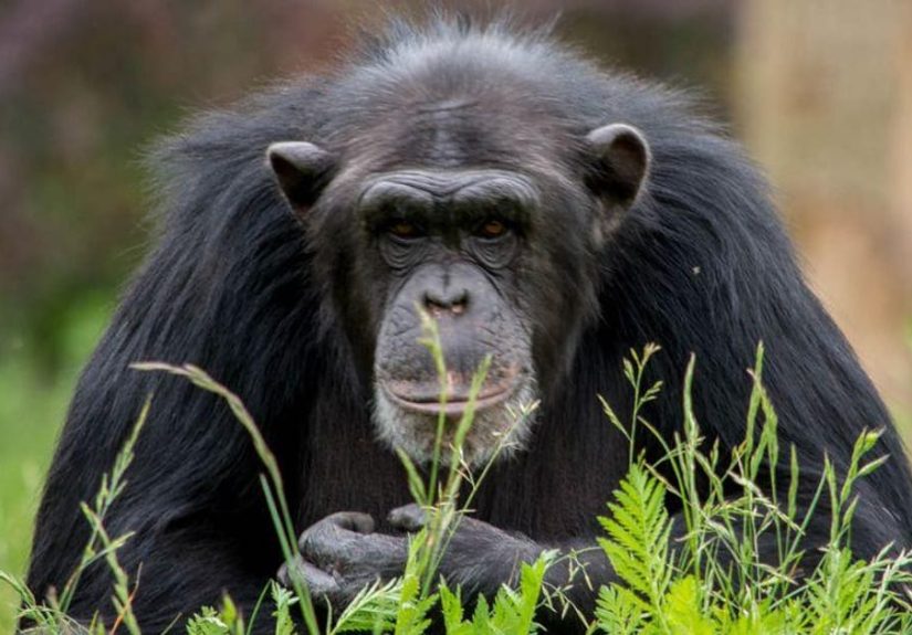18 Terrifying Stories of Pets Who Attacked Their Owners