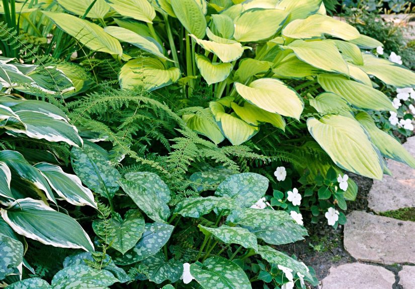 20 Tough Plants for Dry Shade