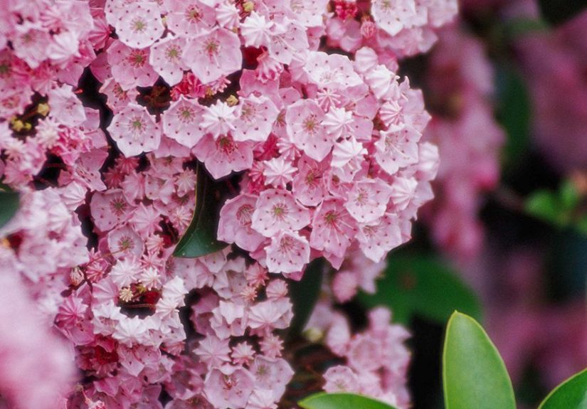 22 Best Shrubs for Shade That Thrive Without Much Sun