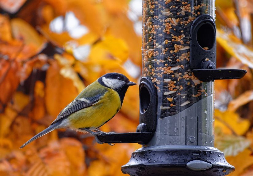 8 Common Bird Feeder Mistakes You Might Be Making (And How to Fix Them)