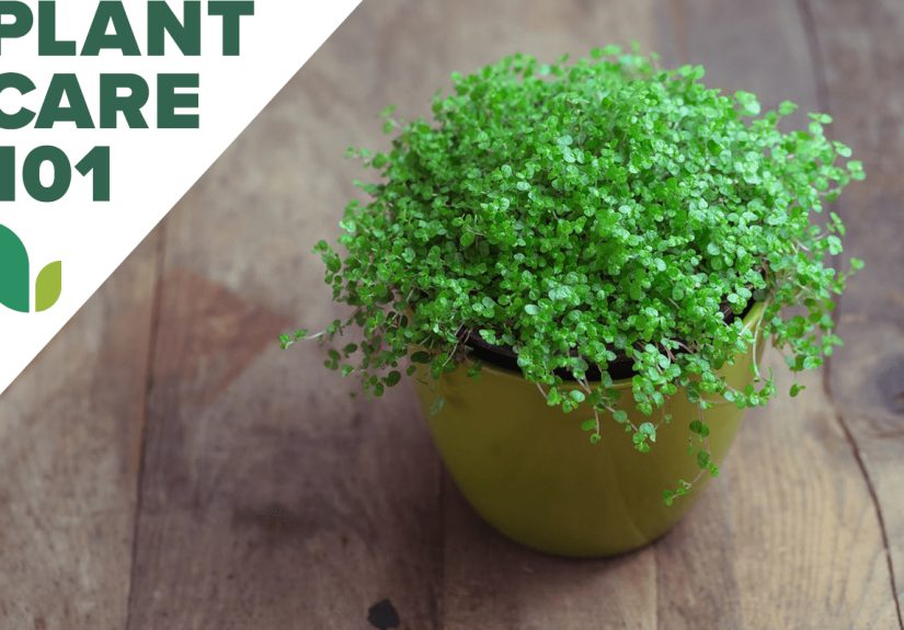 Baby Tears Plant Care 101 - Bob Vila