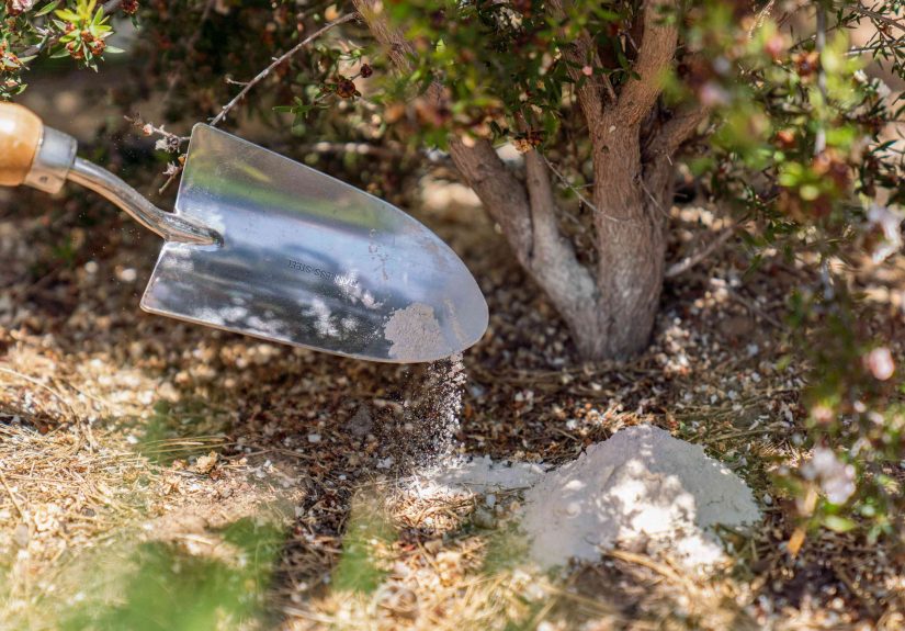 Bone Meal Fertilizer: Pros and Cons