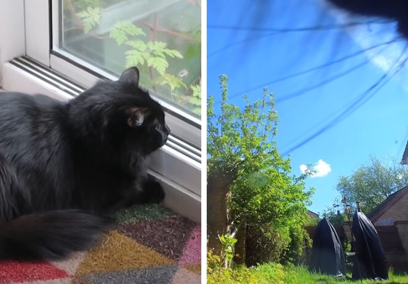 British Man Attached A Tiny Bluetooth Camera To His Kitten’s Collar For 24 Hours To See What His Cat’s Secret Life Looks Like