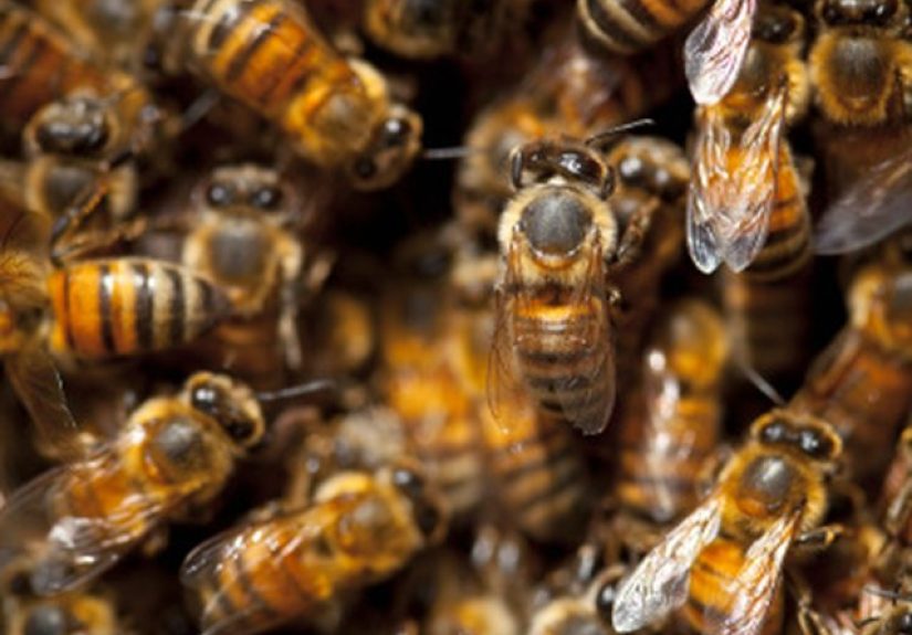 Electronic Bee Repellent