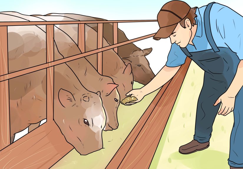 Farm Name Generator: Rustic and Playful Options