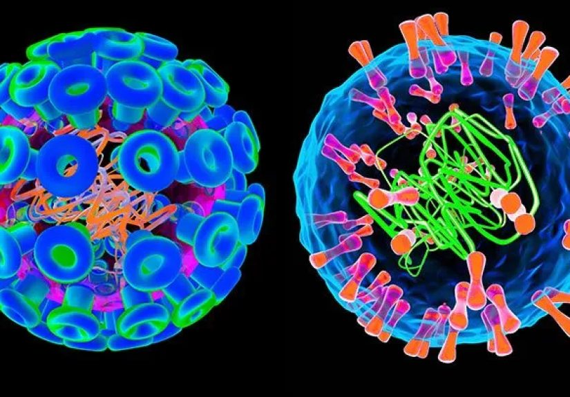 Genital Herpes Causes: HSV-1 and HSV-2