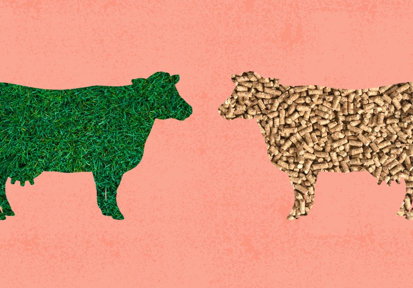 Grass-Fed Butter vs. Regular Butter: What’s the Difference?