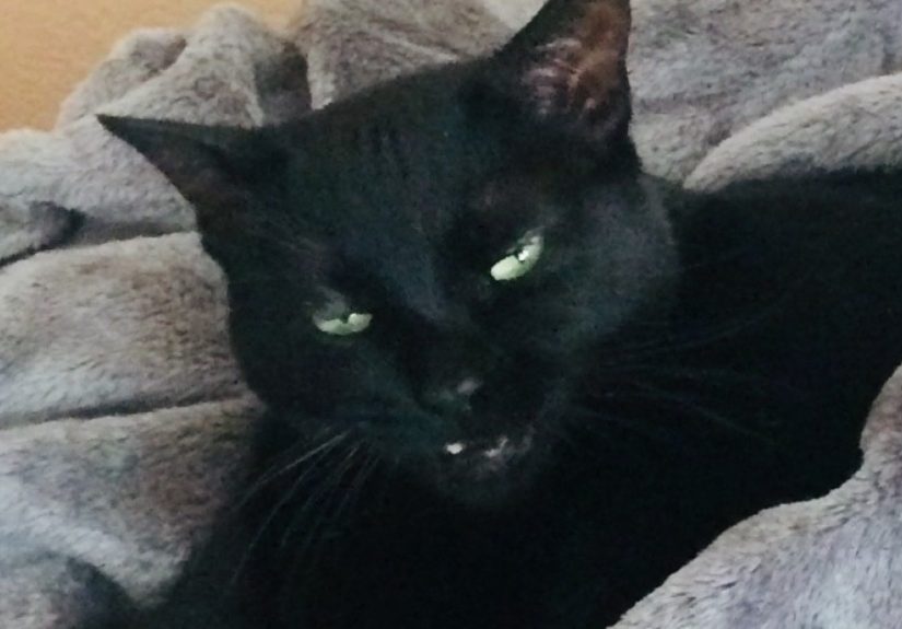 Hey Pandas, Show Us The Photo Of Your Pet That Makes You Laugh Every Single Time You See It