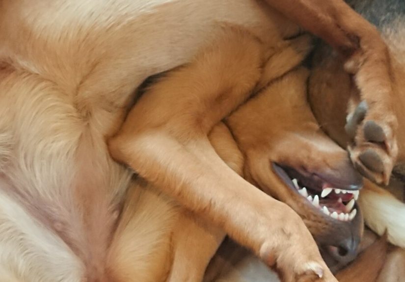 Hey Pandas, What’s Wrong With Your Dog? (Closed)