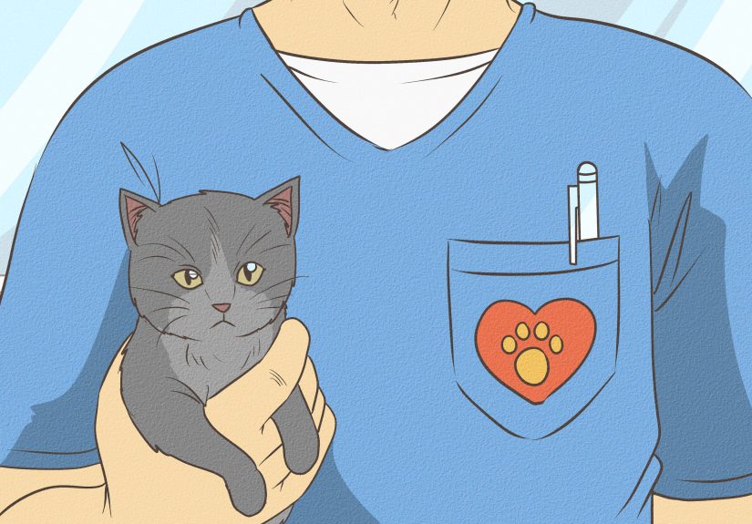 How to Feed a Baby Kitten Without a Mother
