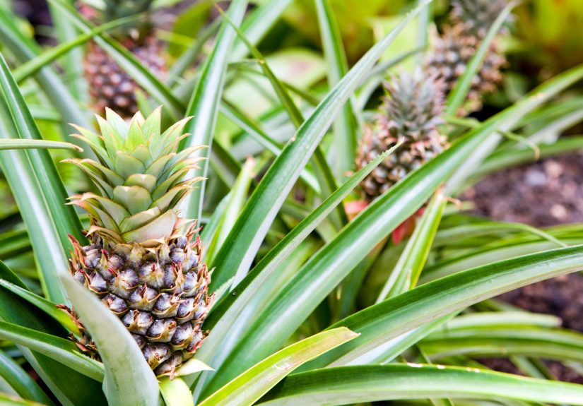How to Grow a Pineapple Plant into Delicious Fruit