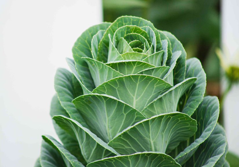 How to Grow and Care for Collard Greens