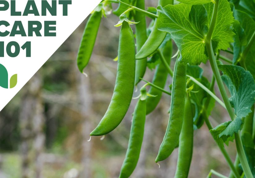How to Grow Peas - Bob Vila