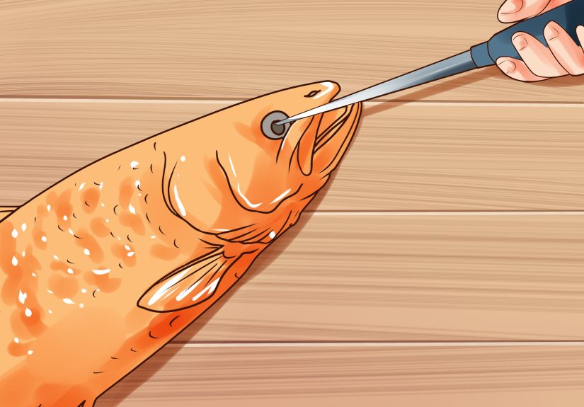 How to Humanely Kill a Fish