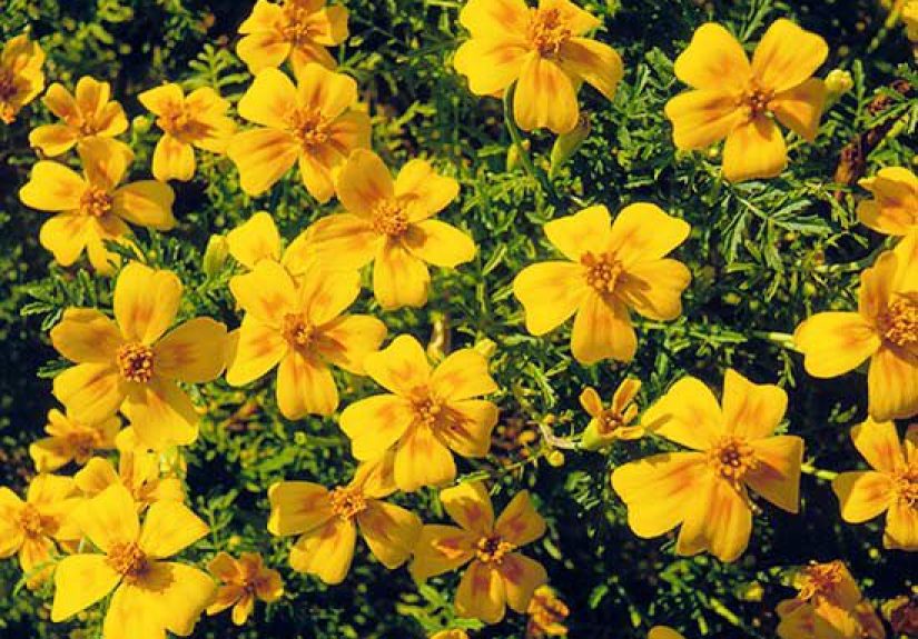 How to Plant and Grow Signet Marigold