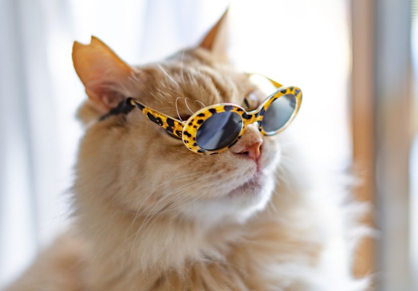 I Took Photos Of My Cats Wearing Glasses (10 Pics)