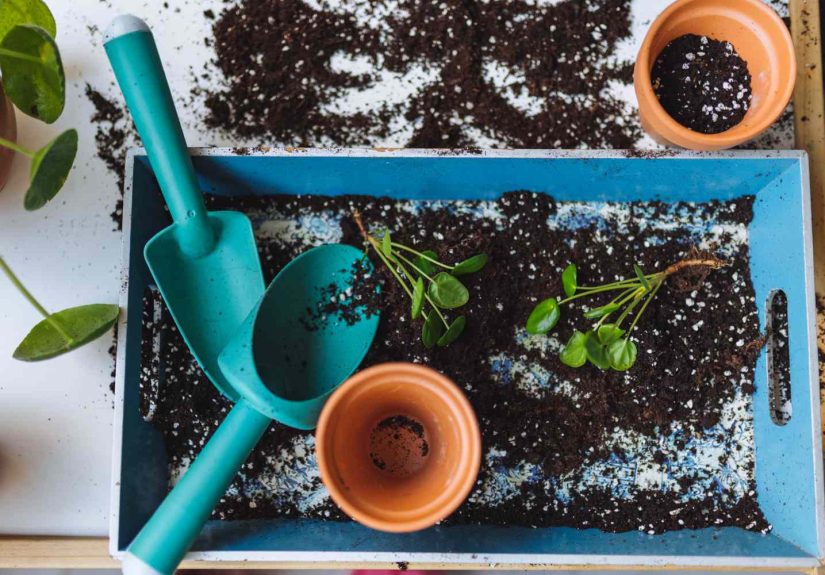 Keep Forgetting to Water Your Plants? This Simple Trick Helps Them Stay Hydrated