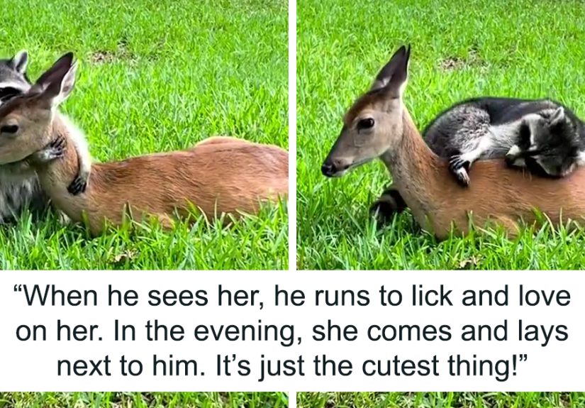 Raccoon Is Completely Obsessed With Fawn Who Lost Mom, Gives Her Hugs Every Day