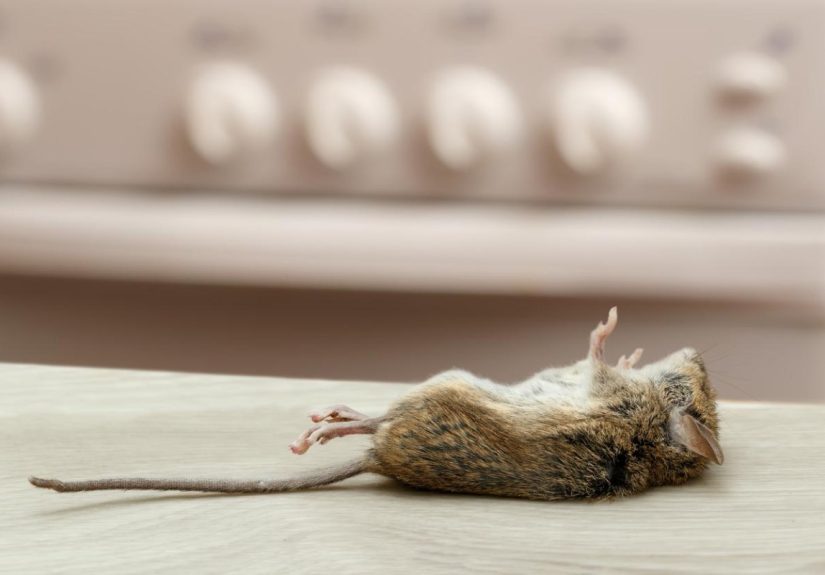 Solved! What Does a Dead Mouse Smell Like, and Does It Mean an Infestation? - Bob Vila