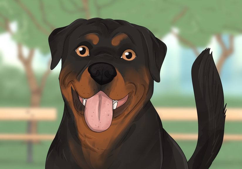 What Is the Rottie Rumble & Why Do Rottweilers Do It?