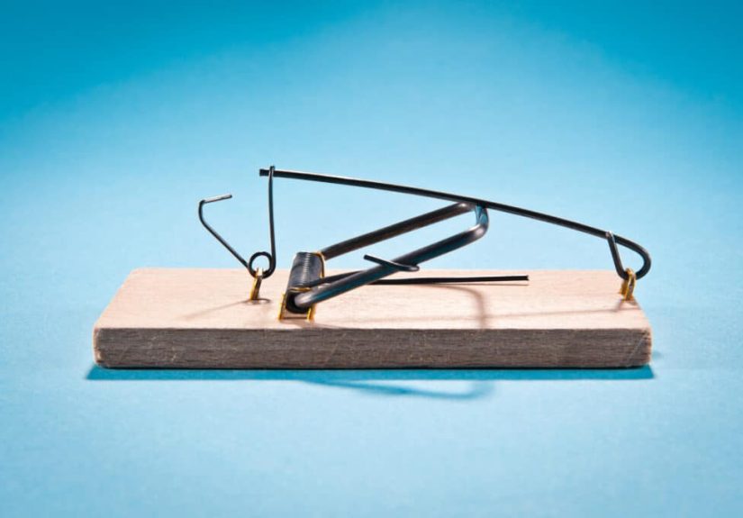 Your Guide to Mice Removal