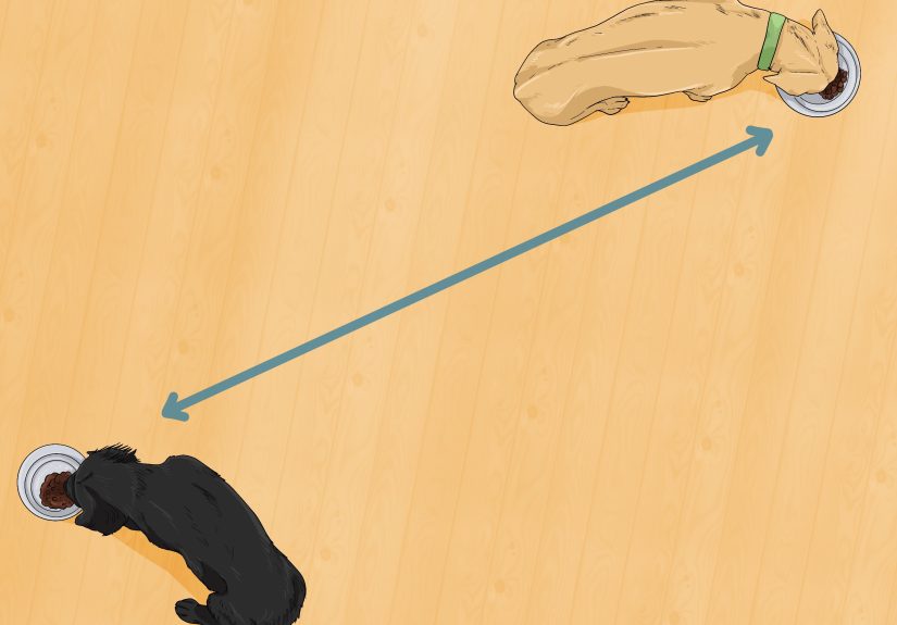 11 Ways to Slow Down a Dog That’s Eating Too Fast