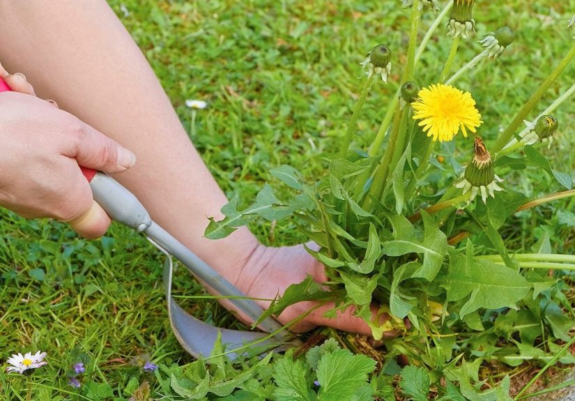 12 Most Common Weeds and How To Get Rid of Them