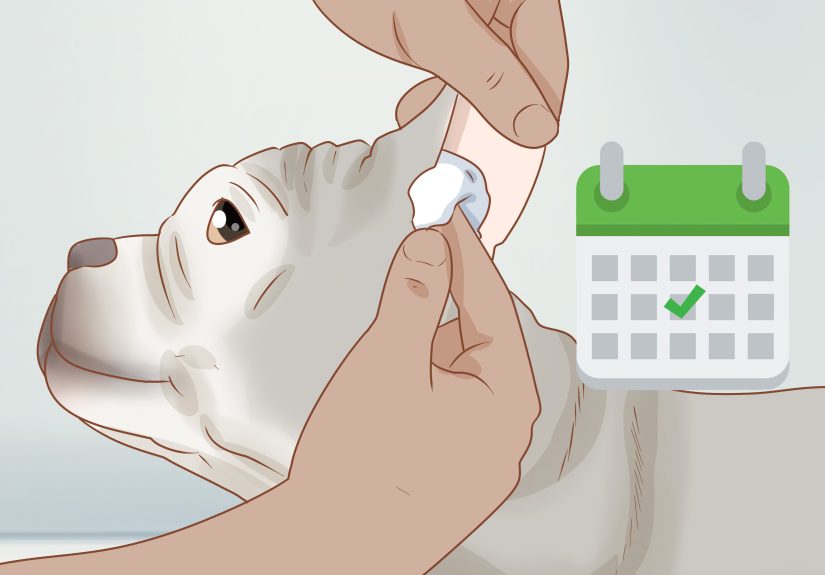 3 Ways to Clean a French Bulldog's Ears