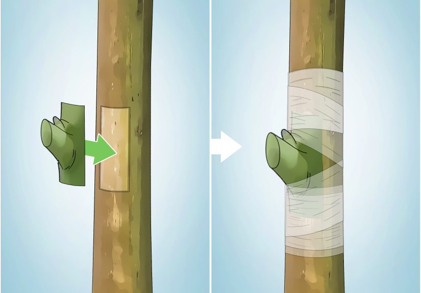 3 Ways to Do Budding in Plants
