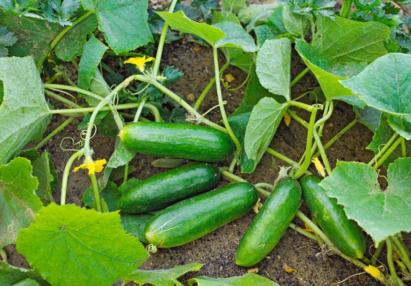 4 Best Cucumber Types to Grow in Your Garden