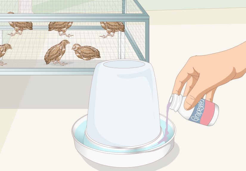 5 Ways to Know if Your Quail Is Sick