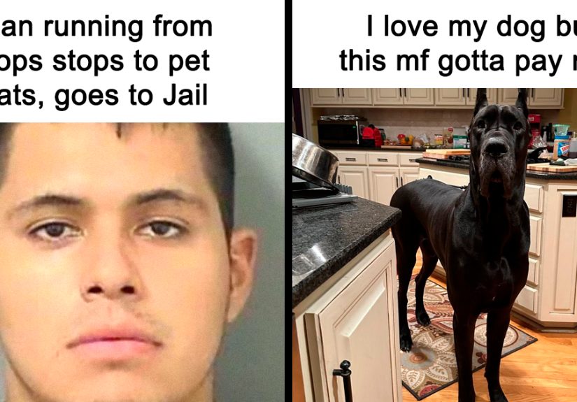 50 Delightful Animal Memes To Help You Ignore What’s Happening In The World Right Now