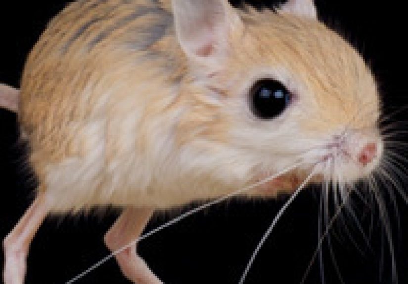 6 Animals That Look Like Drunken Combinations of Other Ones