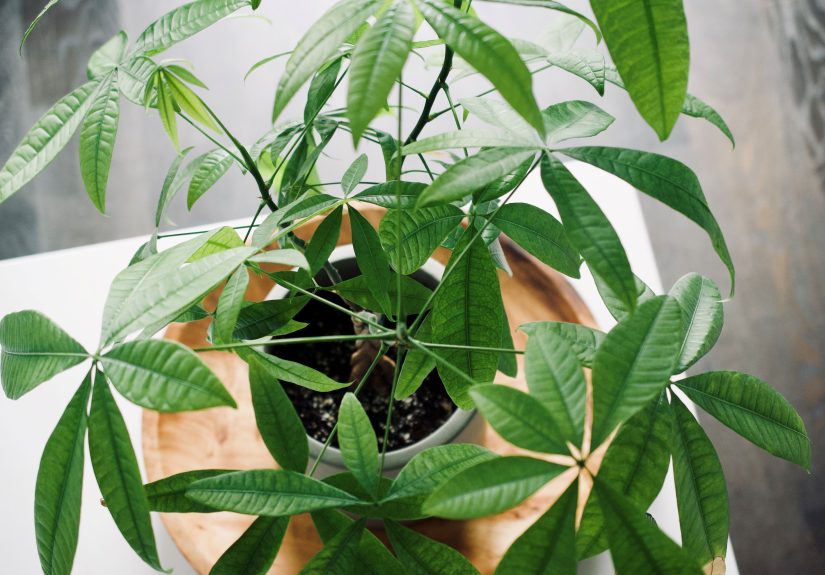 6 Reasons Money Tree Leaves Turn Brown, and How to Fix Them