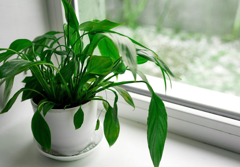 7 Reasons Your Peace Lily Is Drooping, Plus How to Perk Up Your Plant Again