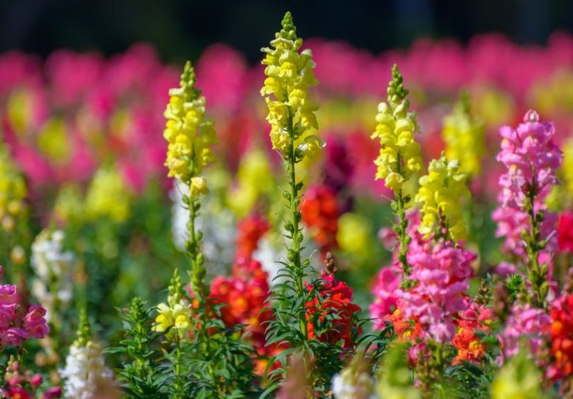 8 Stunning Fall Annuals That Are Worth Planting This Season