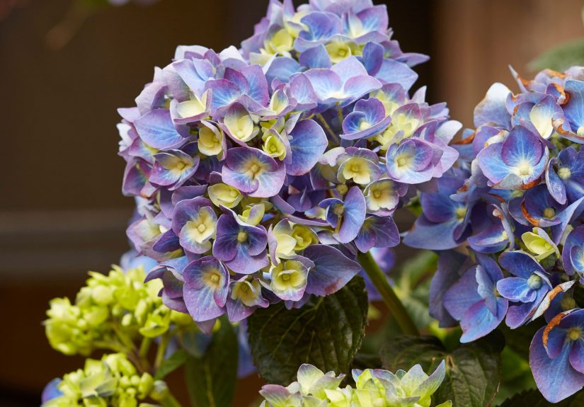 8 Surprising Facts About Hydrangeas