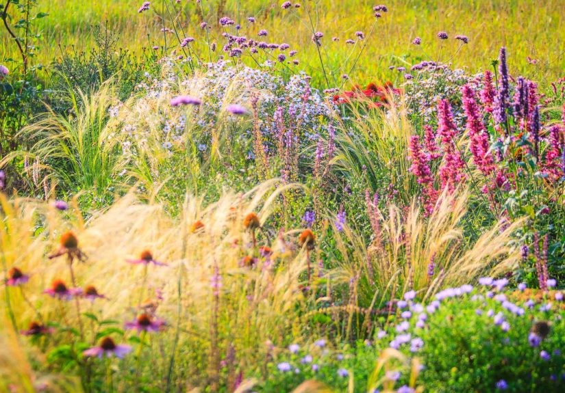 9 Bulbs You Should Plant in November for a Stunning Spring Garden