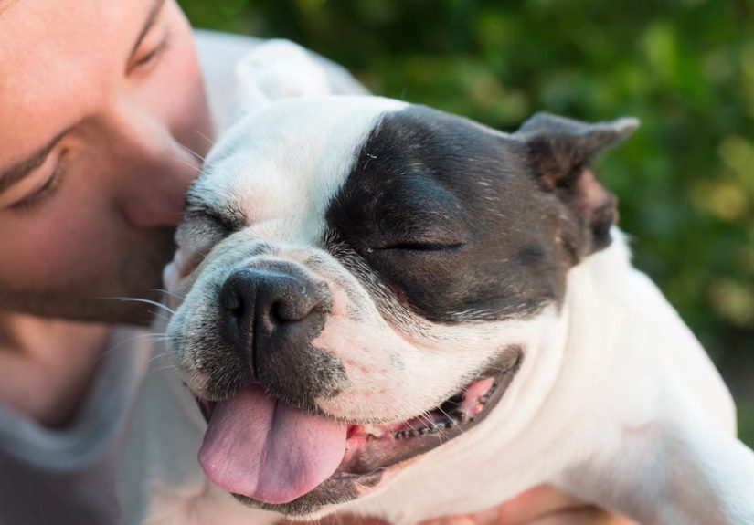 AKC Reveals Its Most Popular Dog Breeds List