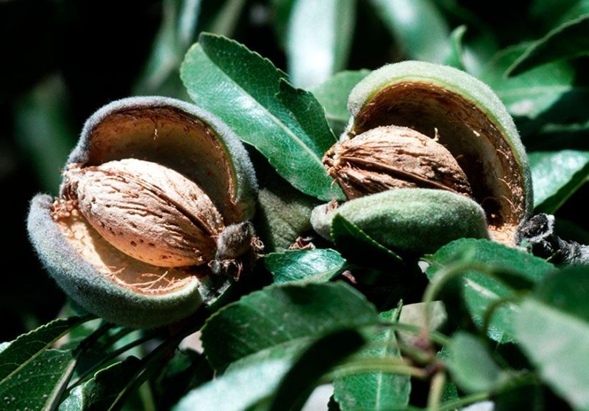 Almonds: Health Benefits, Nutrition, and FAQ