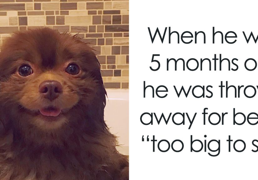 Breeder Abandoned 5-Month-Old Pomeranian Because He Was “Too Big”, They Probably Regret It Now