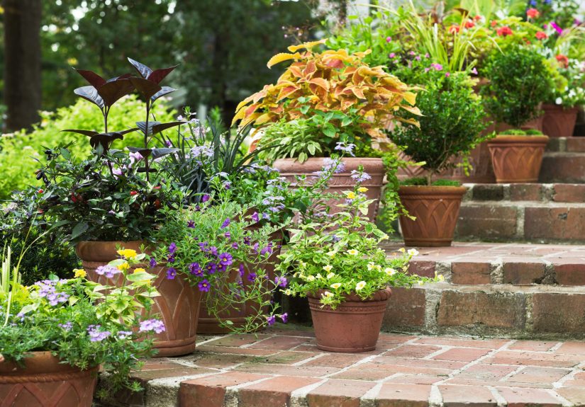 Container Gardening for Beginners: 10 Must-Know Tips
