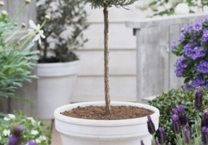 Create an Easy Lavender Topiary
