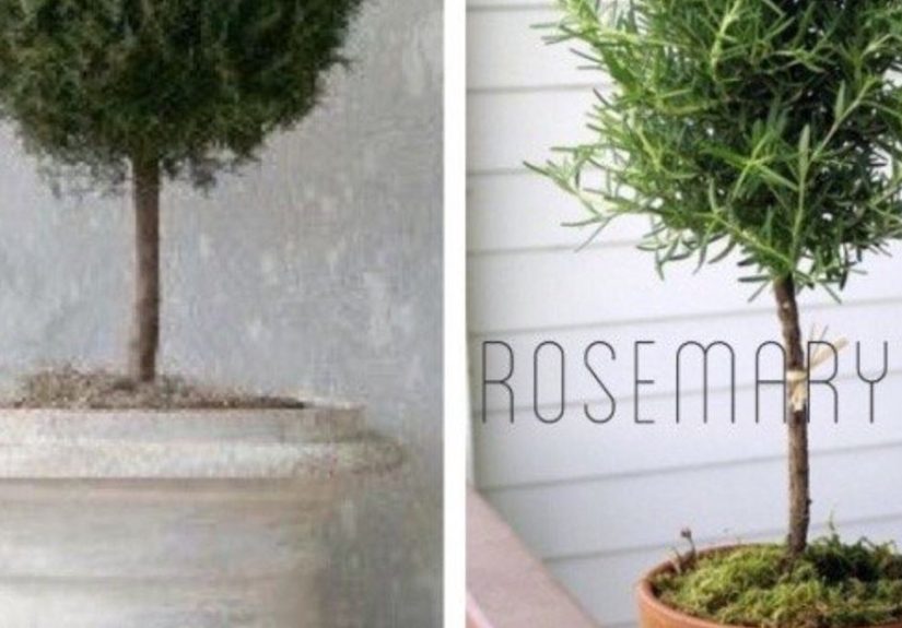 Easy DIY Living Rosemary and Boxwood Topiary on a Budget