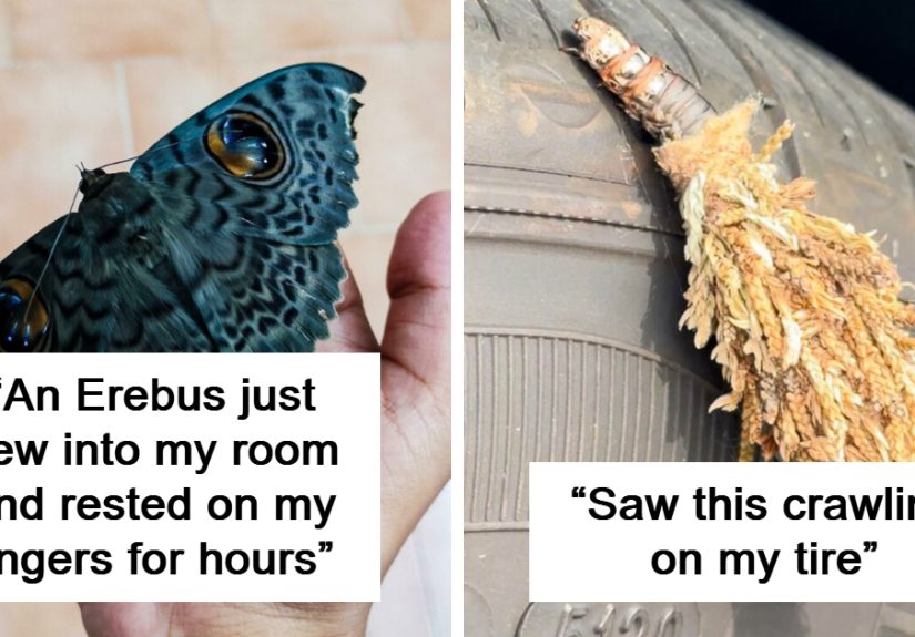 “Glittery Gentleman”: 50 Pics Of Spectacular Insects You Might Never Have Known Existed