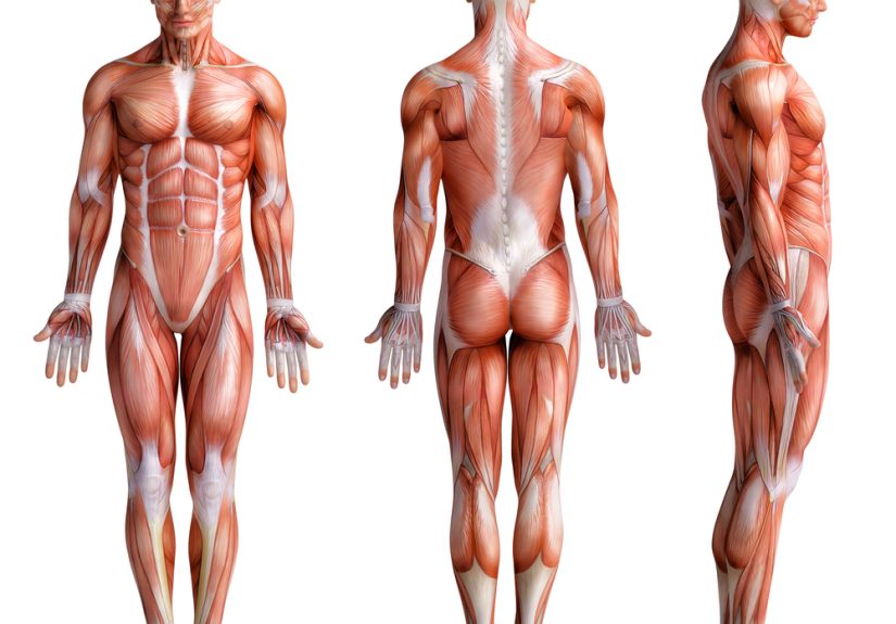Gross anatomy: What’s a first-year medical student to do?