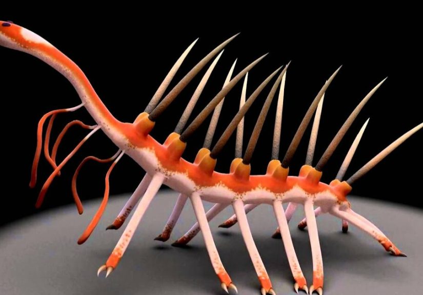 Hey Pandas, Share The Oddest Animals In The World