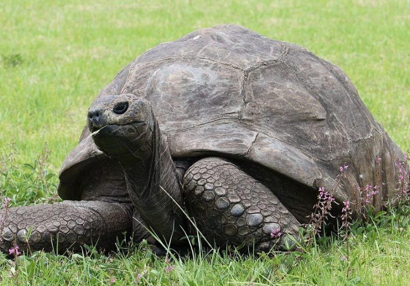 Historical Events Jonathan The Tortoise Has Lived Through