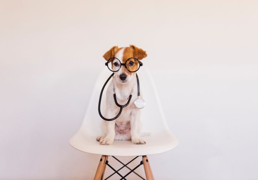 How to Get Help With Vet Bills - 17 Ways to Reduce Veterinary Care Costs - Money Crashers